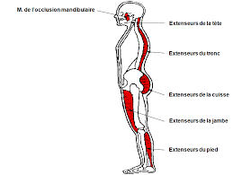 muscles antigravitaires