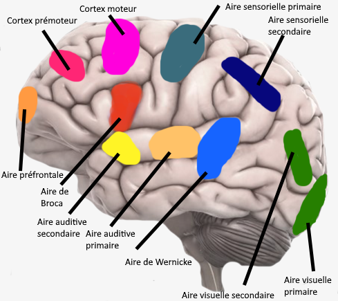 cortex moteur, prémoteur, aires sensorielles cerveau