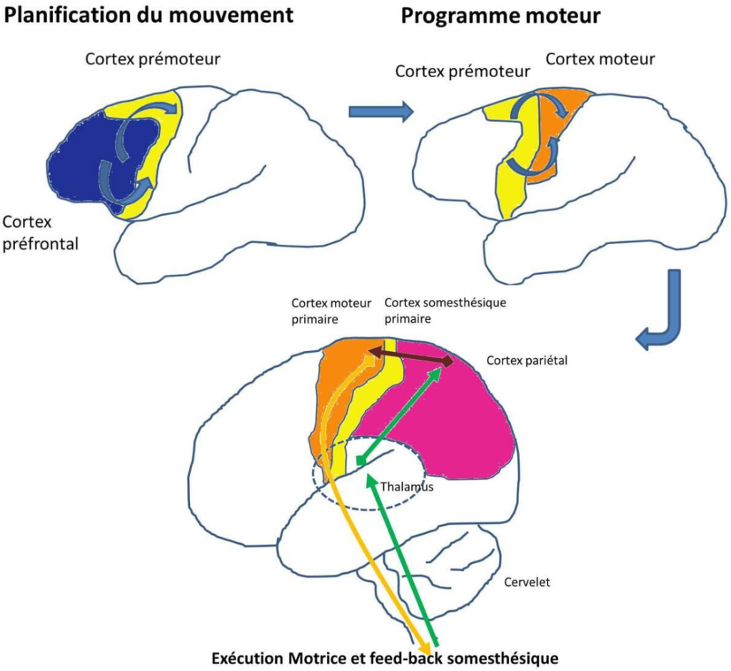 planification du mouvement dans le cerveau