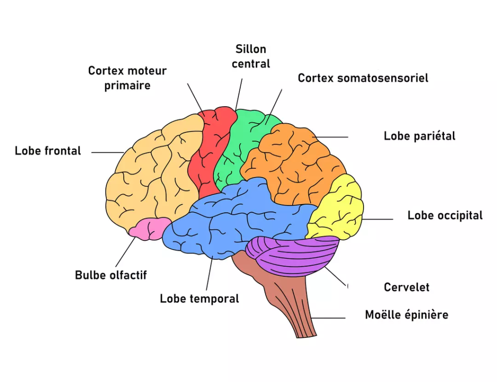 cortex et lobes cérébraux