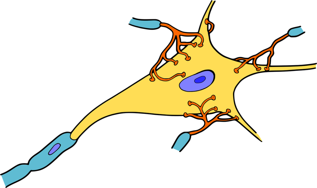 neurone dendrites neurothérapie
