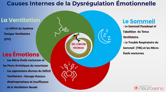 causes internes de la dysrégulation émotionnelle du TDAH