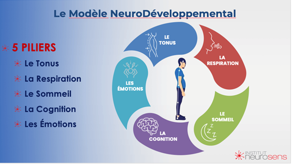 modèle neurodéveloppemental