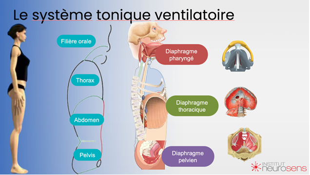 le système tonique ventilatoire : 3 diaphragmes